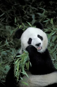 Giant Panda (Ailuropoda melanoleuca)