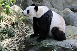 Giant Panda (Ailuropoda melanoleuca)