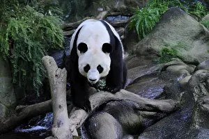 Giant Panda (Ailuropoda melanoleuca)