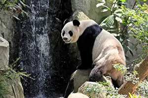 Giant Panda (Ailuropoda melanoleuca)