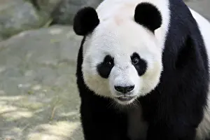 Giant Panda (Ailuropoda melanoleuca)