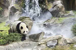 Giant panda (Ailuropoda melanoleuca) in front of waterfall in the mist