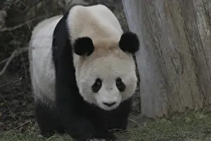 Giant panda bear (Ailuropoda melanoleuca)