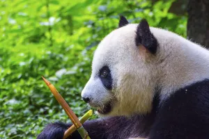 Giant panda bear (Ailuropoda melanoleuca) sitting and eating fresh bamboo