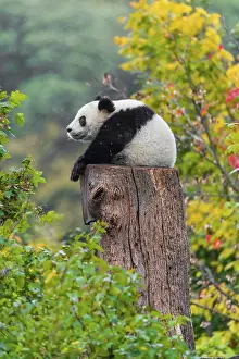 A Giant Panda, cub, ailuropoda melanoleuca