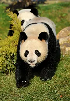 Giant pandas (Ailuropoda melanoleuca)