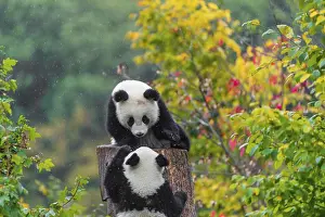 Two Giant Pandas, cubs, ailuropoda melanoleuca
