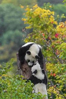 Two Giant Pandas, cubs, ailuropoda melanoleuca