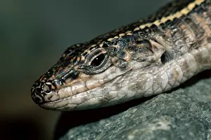 Giant Plated Lizard (Gerrhosaurus validus)