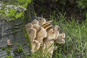 Giant polypore, black-staining polypore (Meripilus giganteus)