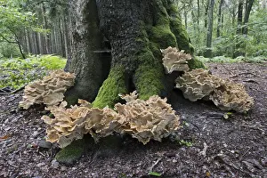 Giant polypore (Meripilus giganteus)