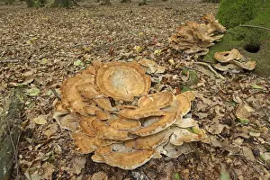 Giant polypore (Meripilus giganteus)