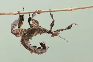 Giant prickly stick insect (Extatosoma tiaratum)