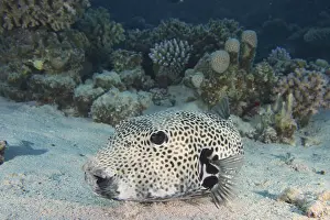 Giant pufferfish (Arothron stellatus)