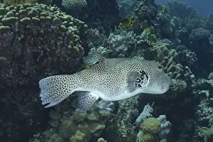 Giant pufferfish (Arothron stellatus)