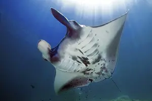 Giant ray (Manta) plankton eater in backlight under sea surface above sun