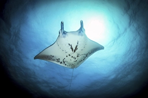Giant ray (Manta) Plankton-eater harmless in backlight under sea surface above sun
