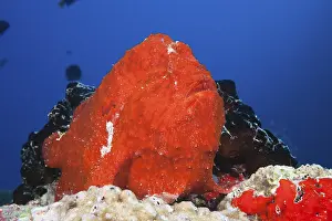 Giant red frogfish, Antennarius commersonii