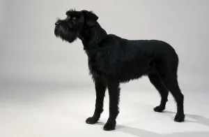Giant Schnauzer, black, Schnauzer