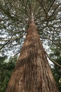 Giant sequoia (Sequoia gigantea)
