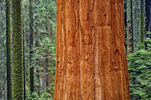 Giant Sequoia (Sequoiadendron giganteum) and spruce tree trunks
