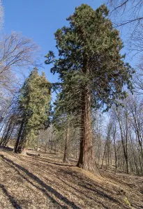 Giant Sequoias Trees or Sierran redwood (Sequoiadendron giganteum) growing in the forest
