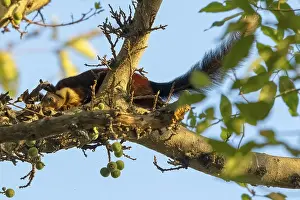 Giant squirrel (Ratufa indica)