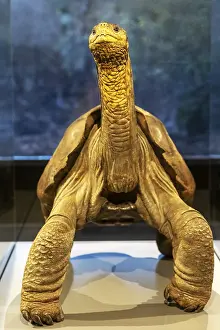 Category Historic EN Prints: Giant tortoise (Chelonoidis nigra)