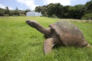 Giant tortoise on St.Helena