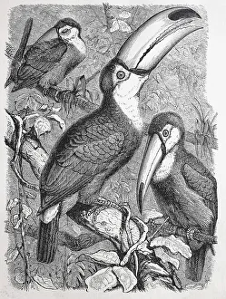 Giant toucan (Ramphastos toco)