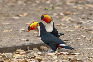 Giant toucan (Ramphastos toco)