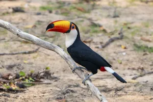 Giant toucan (Ramphastos toco)