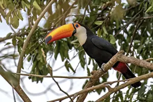 Giant toucan (Ramphastos toco)