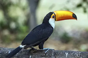 Giant toucan (Ramphastos toco)