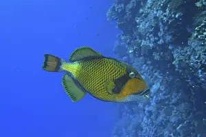Giant triggerfish (Balistoides viridescens)