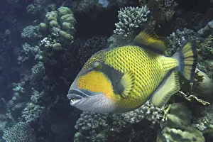 Giant triggerfish (Balistoides viridescens)