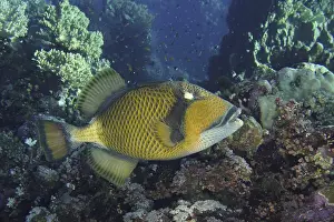 Giant triggerfish (Balistoides viridescens)