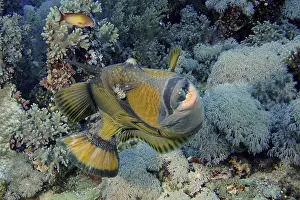 Giant triggerfish (Balistoides viridescens)