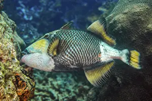 Giant triggerfish (Balistoides viridescens) bites off corals with strong teeth