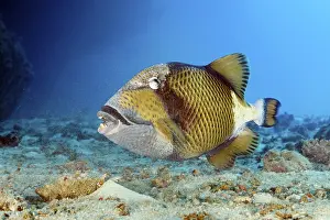 Giant triggerfish (Balistoides viridescens) searching for food in the sandy bottom