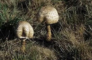 Giant umbrella mushroom (Macrolepiota procera)