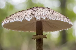 Giant umbrella mushroom (Macrolepiota procera)