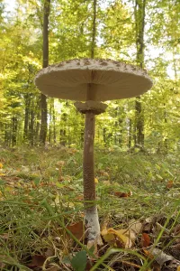 Giant umbrella mushroom (Parasol) (Macrolepiota procera)