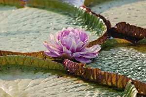 Giant water lily (Victoria amazonica) Pantanal Brazil