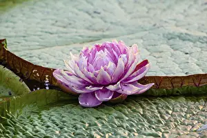 Giant water lily (Victoria amazonica) Pantanal Brazil