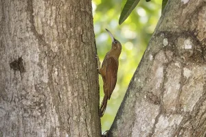 Category Historic EN Prints: Giant Woodcreeper (Xiphocolaptes major)