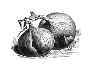 Giant Zittau Onion, historical illustration from: Theodore Long: Allgemeines Illustriertes Gartenbuch