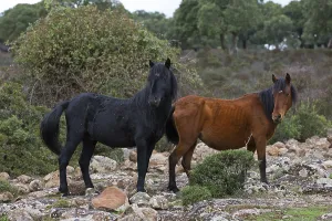 Giara horse (Equus ferus caballus) or Achetta pony in the cork oak forest