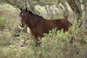 Giara horse (Equus ferus caballus) or Achetta pony in the cork oak forest