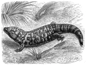 Gila monster (Heloderma suspectum)